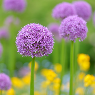 Giant Allium 'Globemaster'
